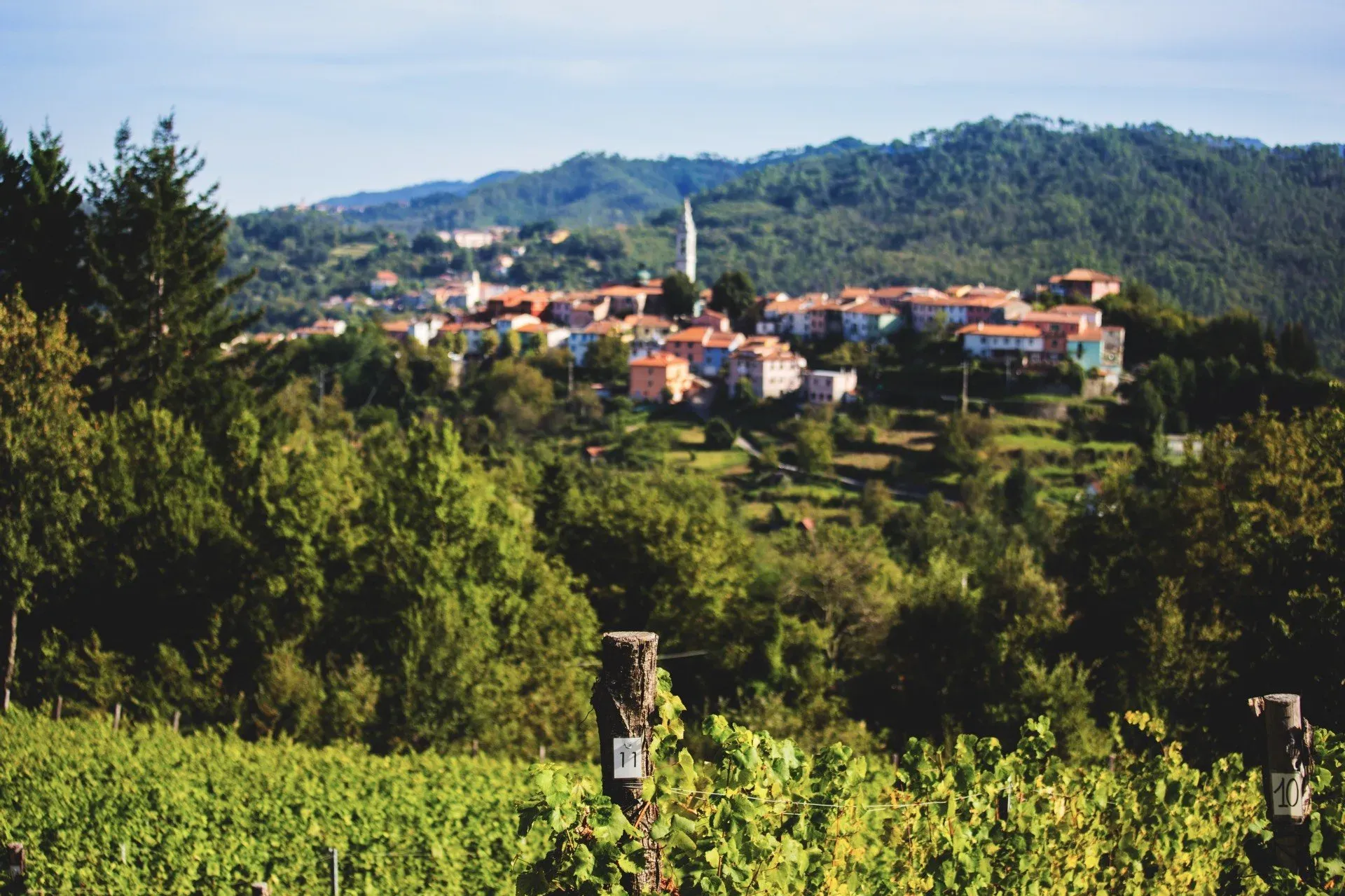 Il borgo sopra i filari della Val di Vara